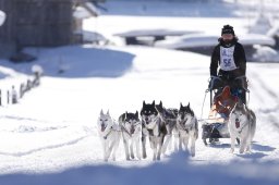 Lenk 2013